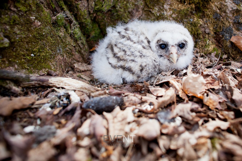baby owl nesting at coolidge state park in plymouth vermont