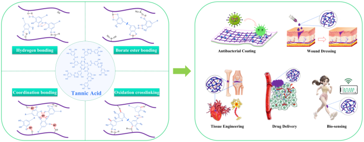 喜讯！伟的国际1946bv刘阳课题组本科生在知名期刊Chemical Engineering Journal发表重要综述论文
